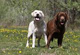 LABRADOR 997